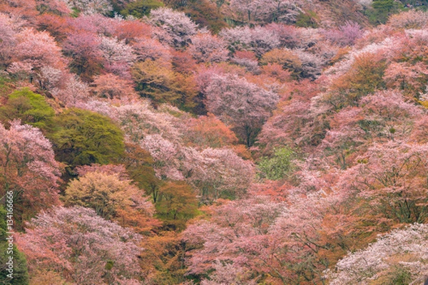 Obraz 吉野山の桜