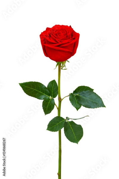 Fototapeta Single beautiful red rose on a white background.