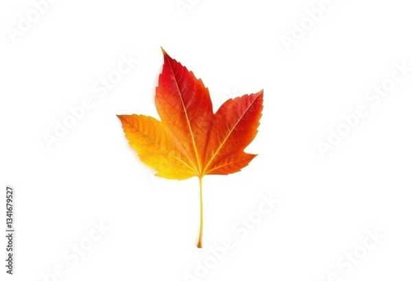 Fototapeta Single autumn leaf, isolated on pure white background, botanical, red