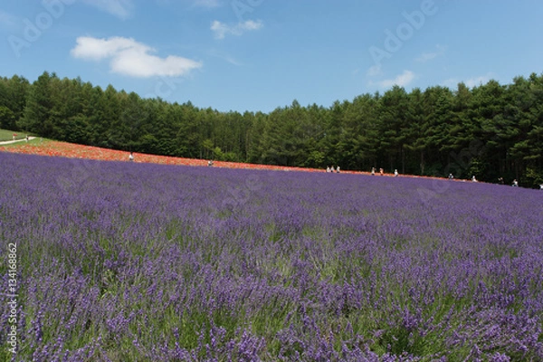 Fototapeta 夏の花畑