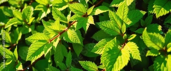 Fototapeta Vibrant emerald leaves, dew-kissed, sunlight dappled,  tropical,  macro