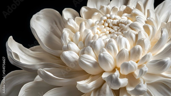 Fototapeta Large white dahlia in bloom with round petal clusters and soft background
