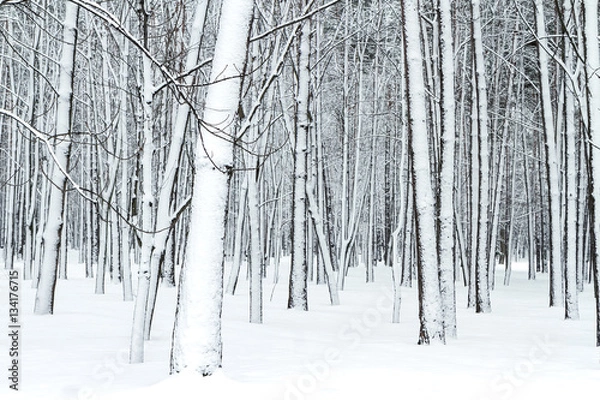 Obraz forest bare tree trunks covered with snow