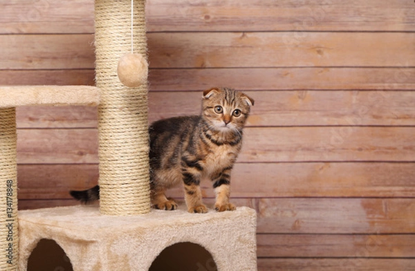 Obraz Scottish fold kitten playing