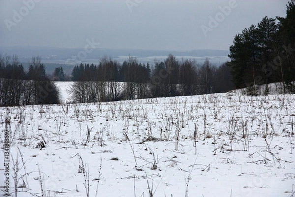 Obraz Winter cloudy day. Hilly area. The fields covered with snow alternate with dark coppices to the blue horizon.