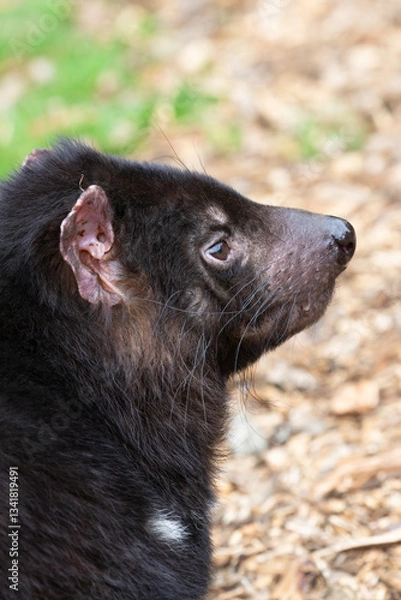 Fototapeta Vertical side profile portrait of Tasmania Devil with ear and whiskers detail