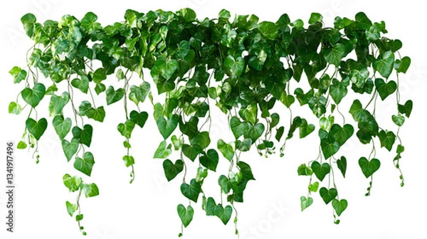 Fototapeta The image showcases a dense collection of green ivy leaves cascading down, exhibiting a lush and vibrant natural display.