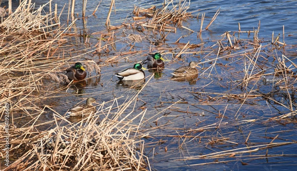 Obraz Kaczki krzyżówki