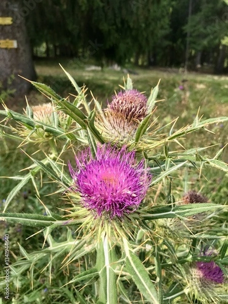 Fototapeta bee on thistle