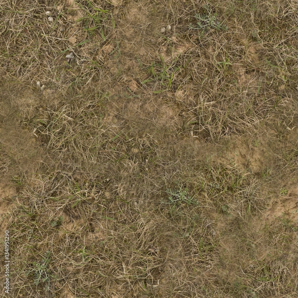 Obraz dry grass and sand grass background