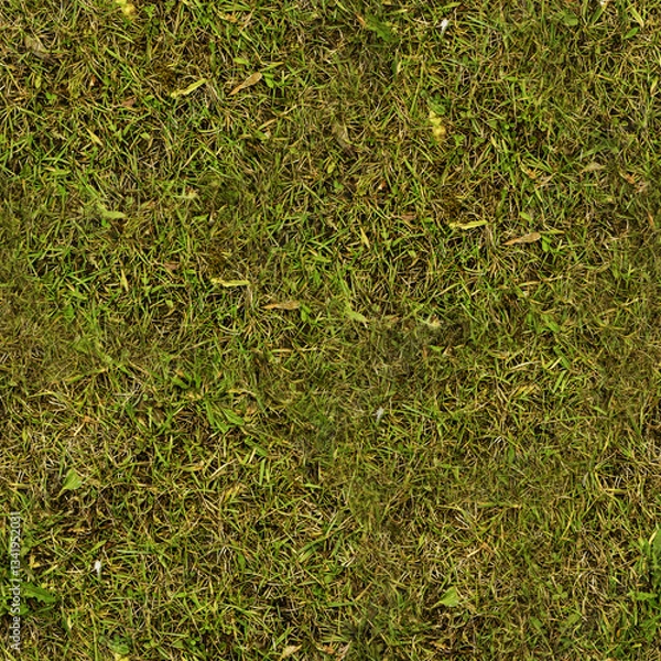 Obraz green grass background