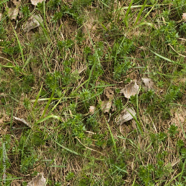 Obraz grass and dry leafs background