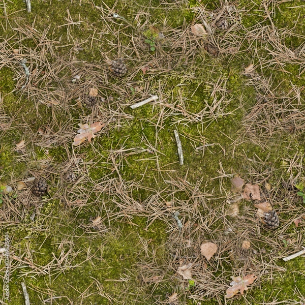 Obraz pine needles and moss on the ground