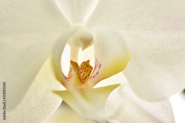 Obraz White orchid