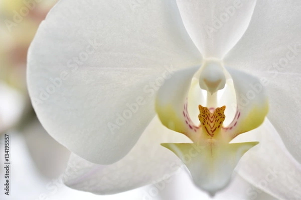 Obraz White orchid