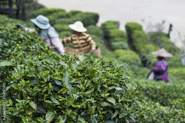 Fototapeta Harvesters working in field of tea plant