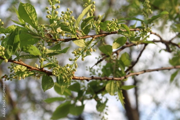 Obraz spring young leaves on a branch