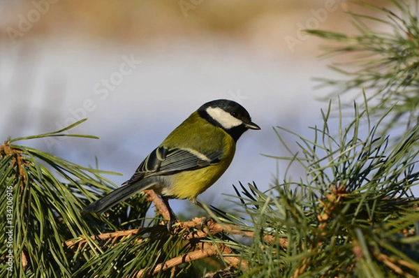 Obraz Sikora bogatka (Parus major) poszukująca pokarmu wśród sosnowych pędów.