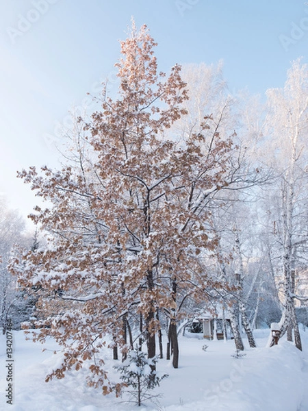 Fototapeta Trees covered with snow in sanatorium