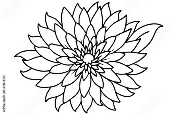 Obraz aster flower line art silhouette vector illustration