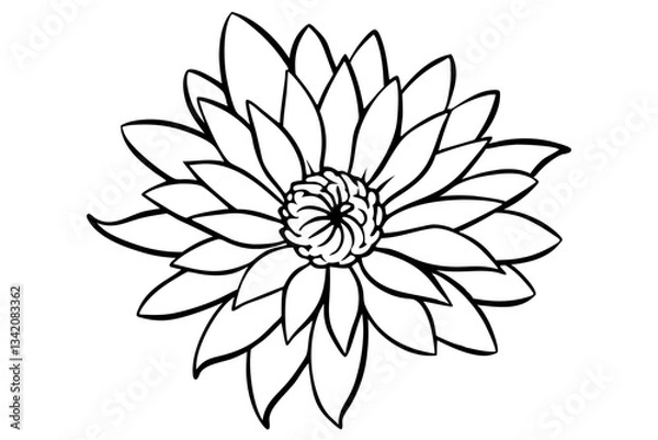 Obraz aster flower line art silhouette vector illustration