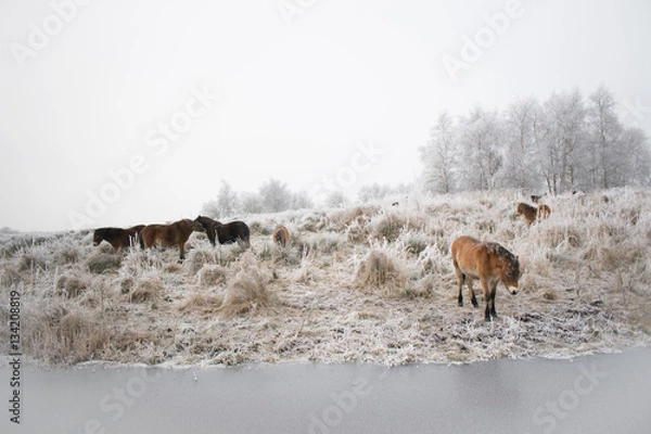 Obraz Horses in snow
