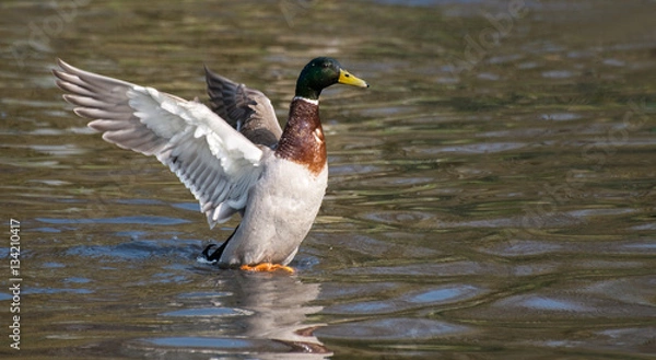 Obraz Mallard in flight