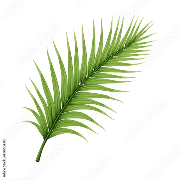 Fototapeta lite and dark green palm realistic image on white background
