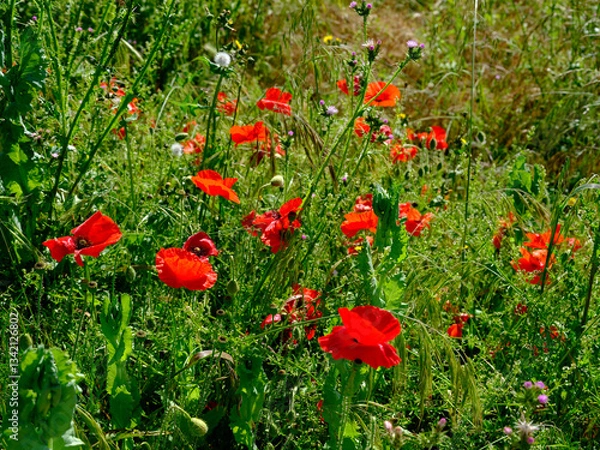 Obraz Closeup of red poppies (Papaver rhoeas)