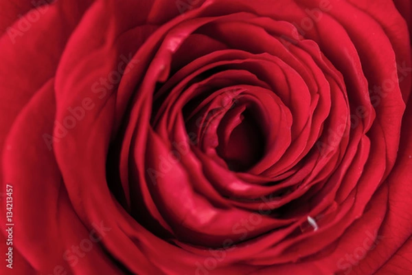 Fototapeta Close up macro photograph of red dark rose with water droplets, flower texture, nature background. Concept for all the bright moments  life