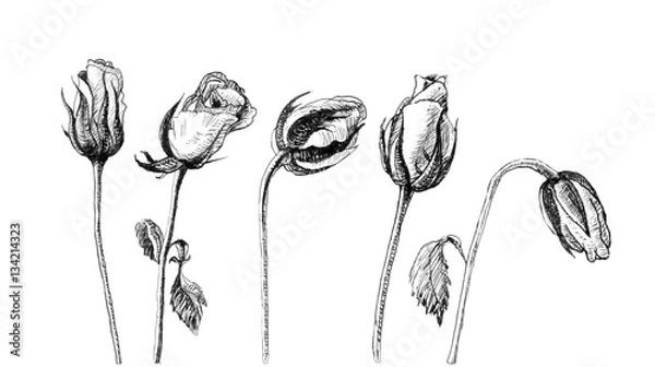 Obraz Hand drawn romantic roses