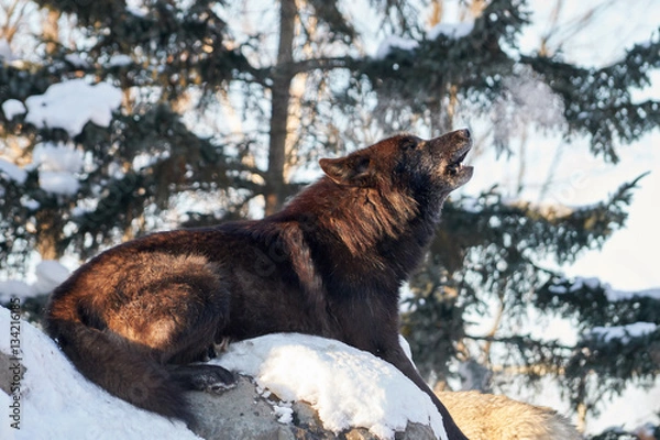 Obraz シンリンオオカミの遠吠え