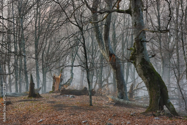Fototapeta Wild beech forest in the mountains on a foggy evening in the magical colors of the setting sun.