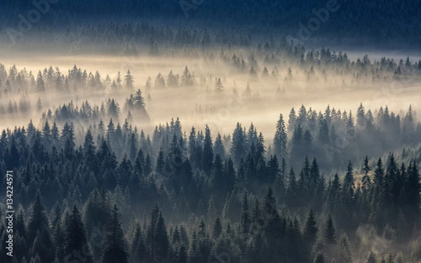 Fototapeta coniferous forest in foggy mountains