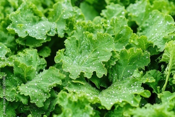Fototapeta Dew-kissed green leafy vegetables thriving in a lush garden bed