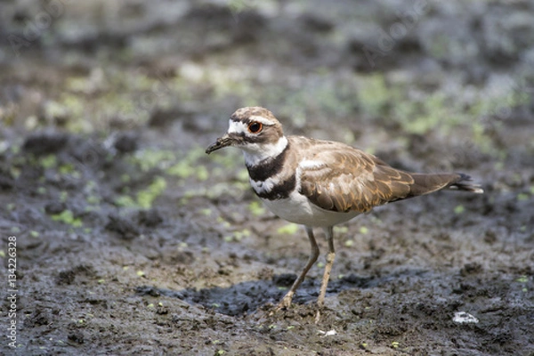 Fototapeta Killdeer Portrait