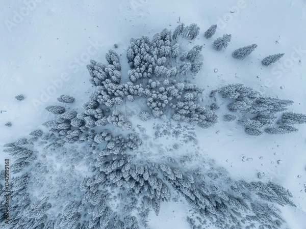 Fototapeta Aerial view of snow covered fir trees in mountain landscape in winter time. Cold season forest.
