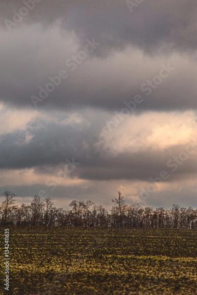 Fototapeta large white thunderclouds with bright rays of sunlight breaking through them, over large empty agricultural fields, during sunset
