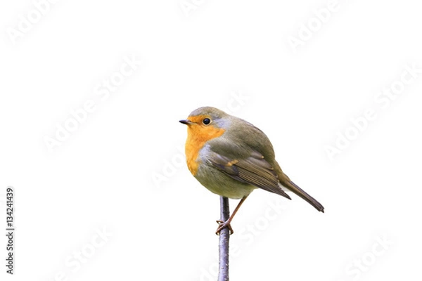 Fototapeta little red bird Robin sitting on a branch in the Park on a white isolated background