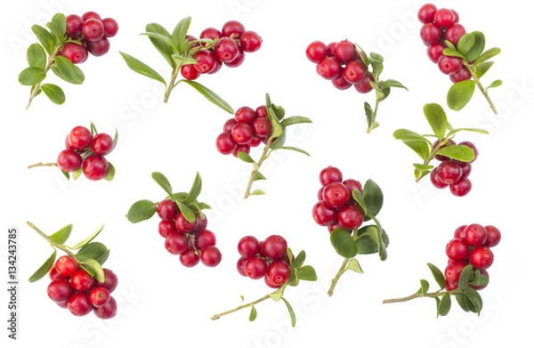Fototapeta many fresh ripe branches of cranberries or cowberries with leves isolated on white