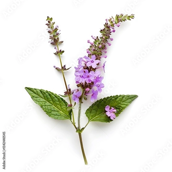 Fototapeta Vervain Flower isolated on white background.close up.