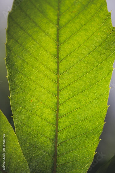 Fototapeta Vintage Tree