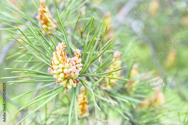 Obraz pine branch with cones in spring 