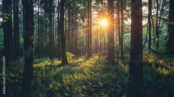 Fototapeta Sunlight filters through the tall trees in a forest, casting rays of light on the lush ground below in a tranquil setting..