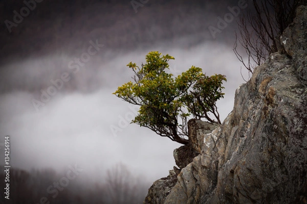 Fototapeta From the Rocks