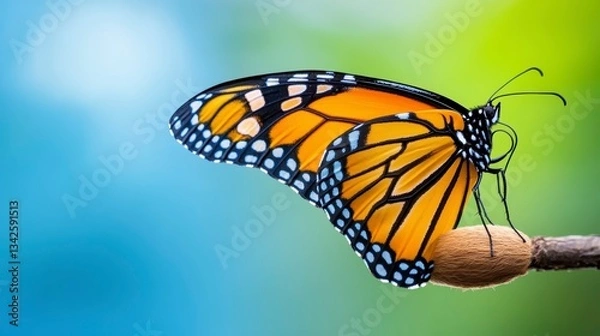 Fototapeta Vibrant Monarch Butterfly Perched on a Branch Against Colorful Background