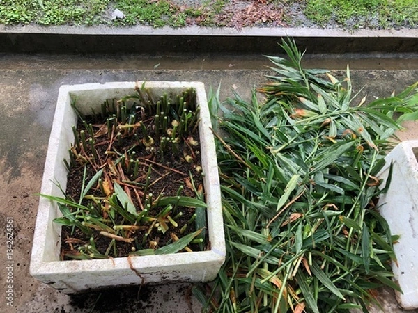 Fototapeta Close up view of ginger plants after harvesting the leaves, showing healthy green stems and fresh ginger rhizomes growing in rich black soil, indoor home gardening concept