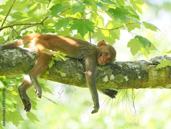 Fototapeta A Lazy Rhesus Macaque Money Laying on a Branch of a Tree