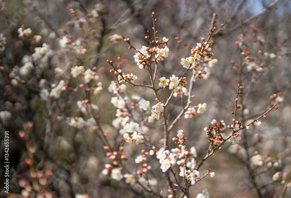 Fototapeta Plum blossom with blurred background. spring sign