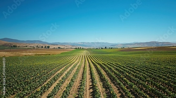Fototapeta Bright Sunflower Fields Under Clear Blue Sky in Vibrant Landscape